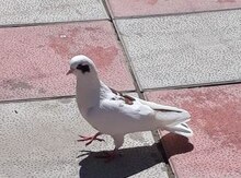 Göyərçin