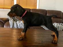 Doberman
