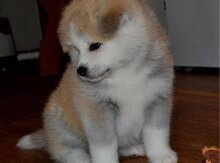 Akita uni