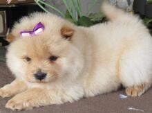 Chow Chow