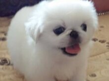 Pekines iti