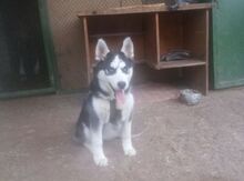 Haski