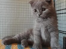 Вислоухий котенок-мальчик