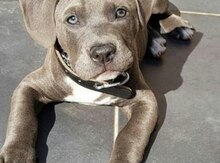 Pitbul