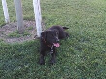 Labrador
