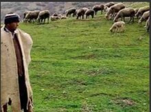 Çoban tələb olunur