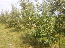 1000 sot torpaq sahəsi, Xaçmaz r.