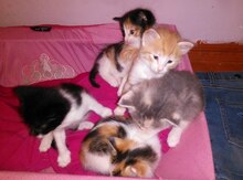 Котята