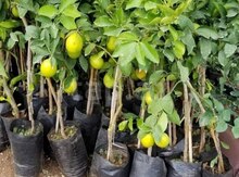 "Mayer" limon ağacları