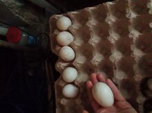 Mayalı kuban ördək yumurtaları