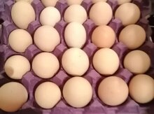 Avstralorp yumurtası