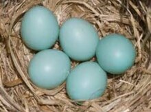 Mavi yumurtalar
