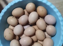 Brama yumurtası 