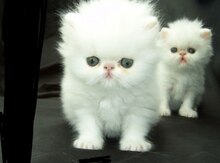 Персидские котята