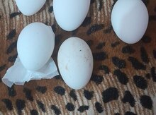 Linda qazı yumurtası
