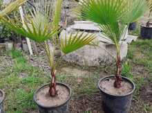 Vaşinkton palmaları