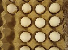Sibrayt yumurtası