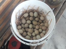 Mayalı qırqovul yumurtaları 