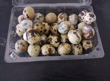 Mayalı bildirçin yumurtaları