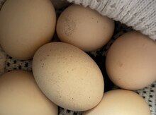 Mayalı brama yumurtaları