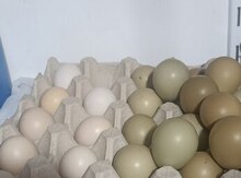 Qırqovul yumurtası 