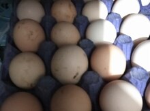Avstralorp mayalı yumurta