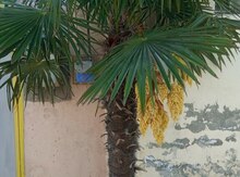 Palma agacları
