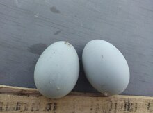Kayuki ördək yumurtası