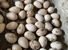 Mayalı hinduşka yumurtaları