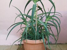 Aloe bitkisi