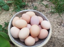 Avstrolorp yumurtaları