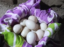 Mayalı lal ördək yumurtası