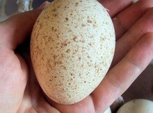 Hinduşka yumurtası