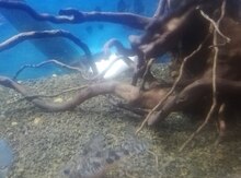 "Koridoros" akvarium balığı