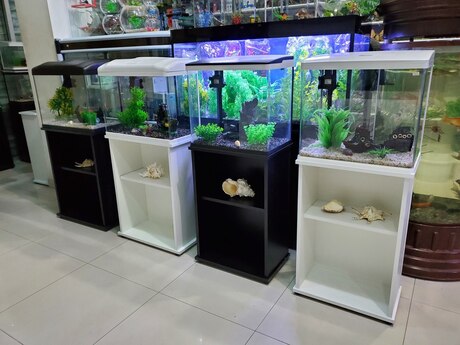 Akvariumlar