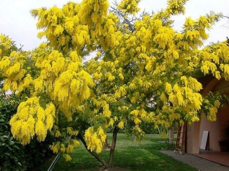 Mimoza