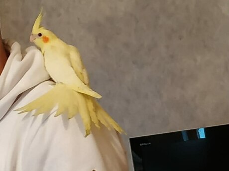 Tutuquşu korella Tutuquşu korella