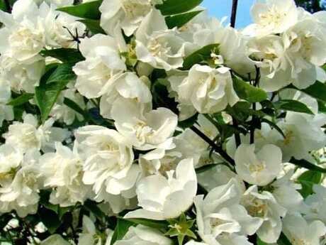 Jasmin Jasmin