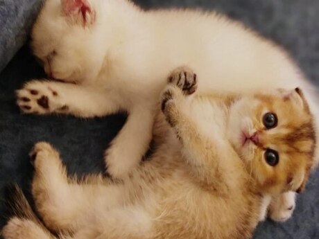 Котята шиншиллы 