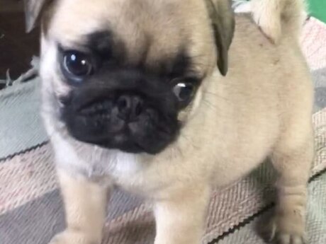 Mops 