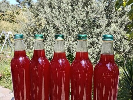 Şam qozası bəhməzi (doşabı) Şam qozası bəhməzi (doşabı)