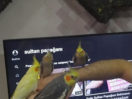 Danışan tutuquşu Danışan tutuquşu