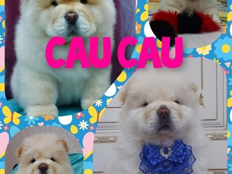 Çau-çau Çau-çau