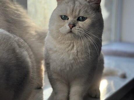Gümüşü şinşilla pişiyi (cütləşdirmək üçün) Gümüşü şinşilla pişiyi (cütləşdirmək üçün)