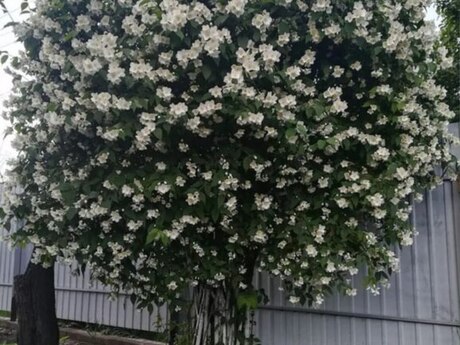 Jasmin gülü Jasmin gülü
