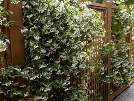 Jasmin sarmaşığı Jasmin sarmaşığı