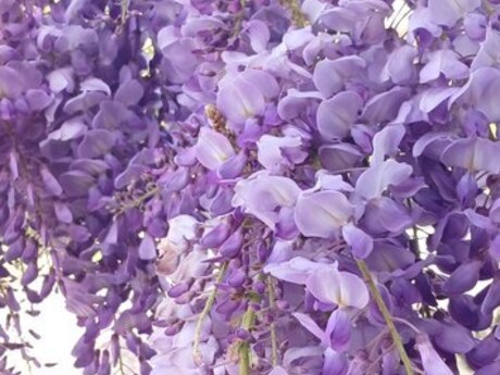 Visteriya
