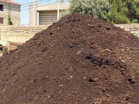 Qara torpaq peyin Qara torpaq peyin