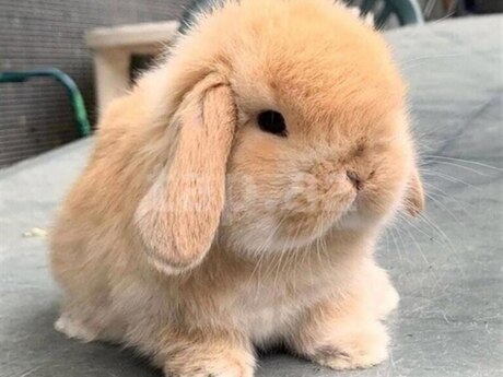 Mini lop dovşanlar