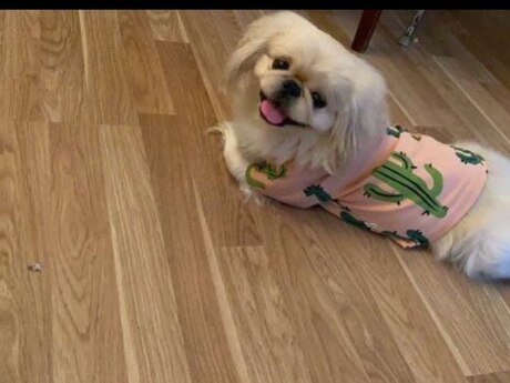 Pekines (cütləşdirmək üçün)